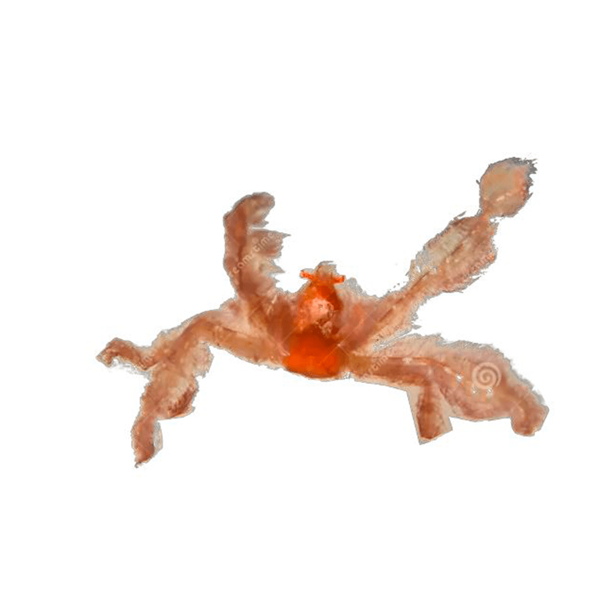 Orangután cangrejo