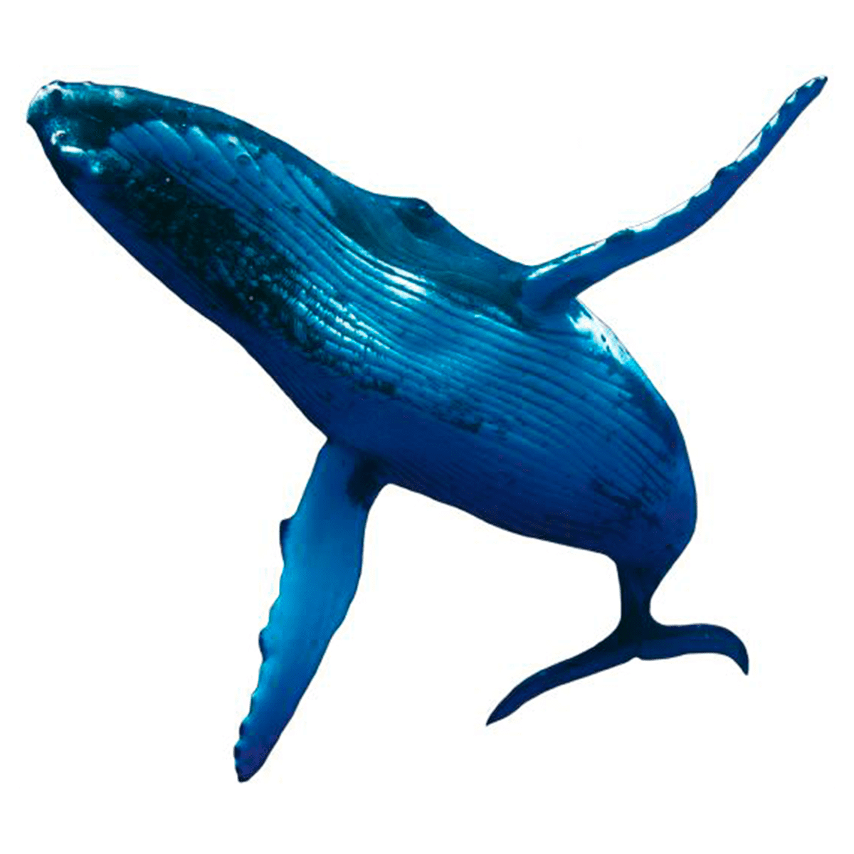 Ballena Jorobada
