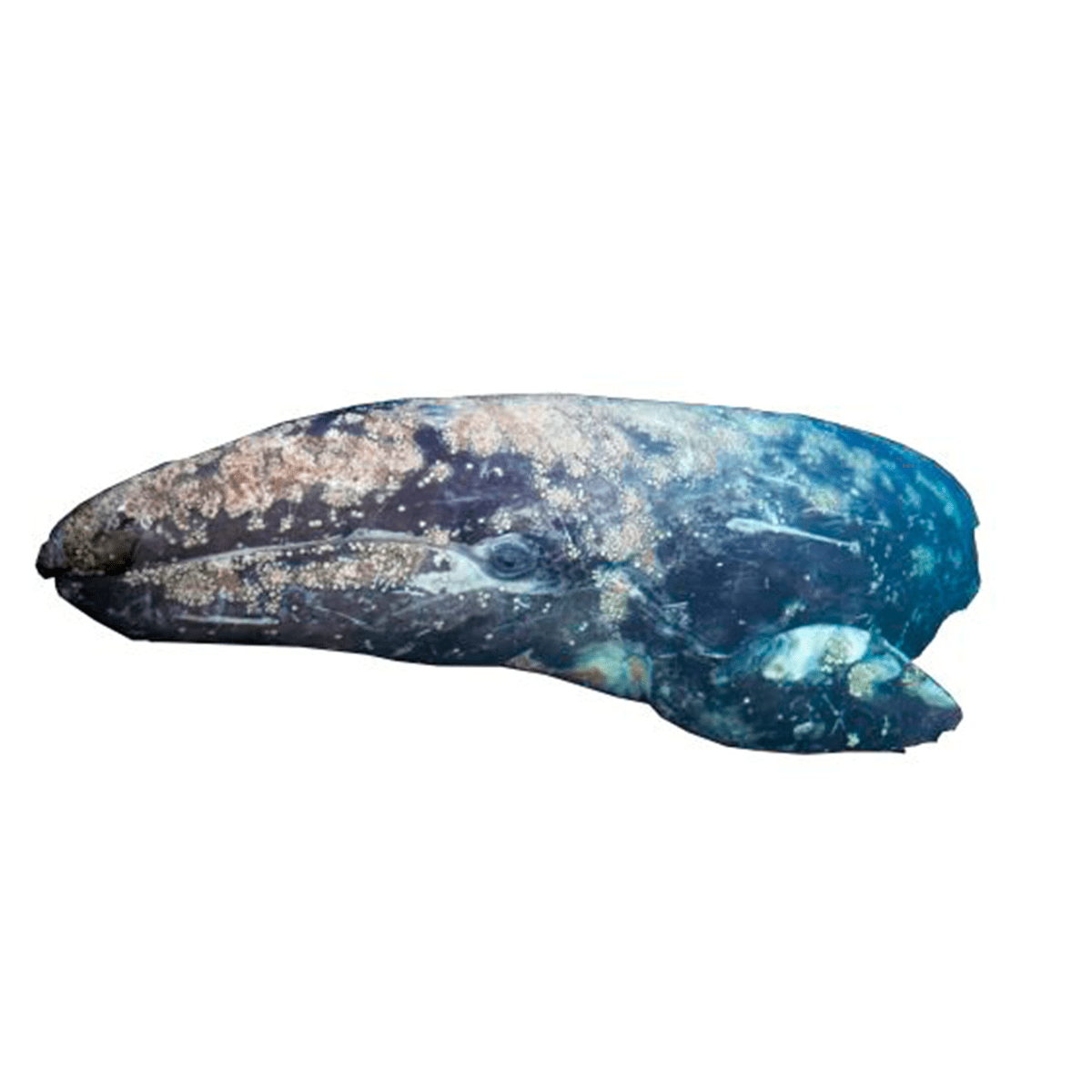 Ballena gris